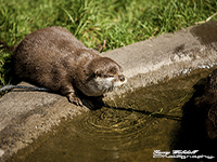 Otter, Asian small-clawed otter 